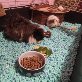 Dobrý den, posíláme celý seriál fotek našich miláčků. Podestýlka od vás je něco úžasnýho, já jako alergik ocením bezprasne...