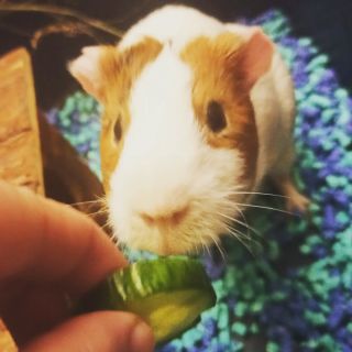 Dobrý den, Ekotek používáme už několik měsíců a jsme naprosto spokojeni - my i naši morčáčci - Bonifác a Damián. Hezký den...