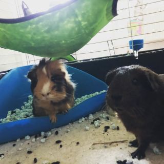 Děkujeme za dalšího spokojeného zákazníka. Krásné VÁNOCE💚🤗🎄 S podestýlkou jsem velmi spokojená, je mělká a velmi savá....