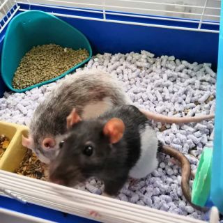 A co vy? Také ji vyzkoušíte?👍💝🍀 ➡️ bit.ly/Ekotek0501 Přečtěte si co nám píší reální zákazníci: Podestýlka od vás je něco...