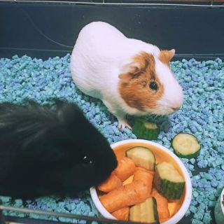 A co vy? Také ji vyzkoušíte?👍💝🍀 ➡️ bit.ly/Ekotek0401 Přečtěte si co nám píší reální zákazníci: Podestýlka je skvělá! Moc...