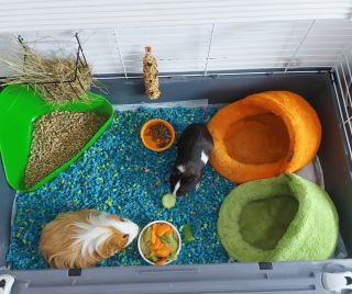 A co vy? Také ji vyzkoušíte?👍💝🍀 ➡️ shop.trusting.cz/ Přečtěte si co nám píší reální zákazníci: Objednali jsme poprvé a...